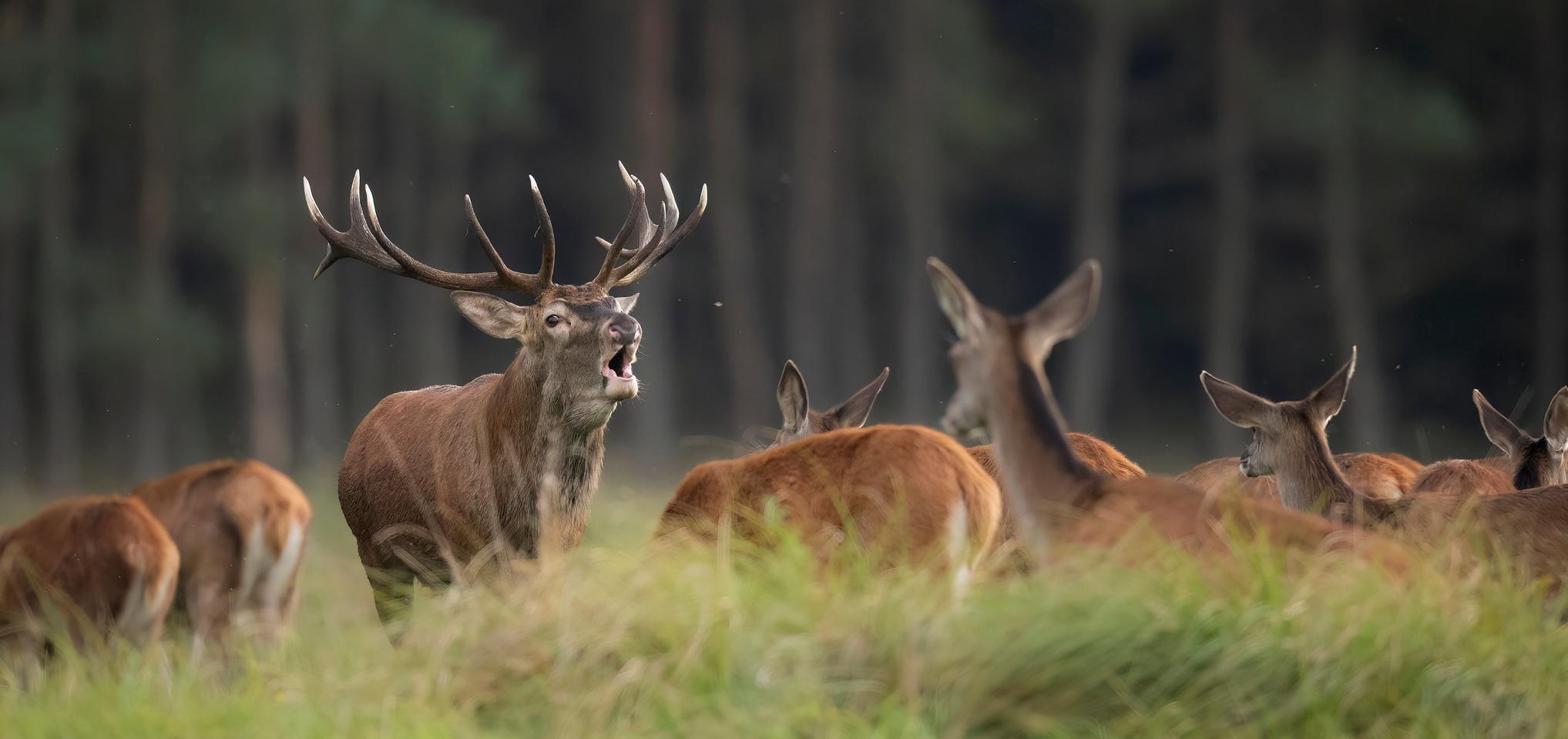 Wild deer roam in forest